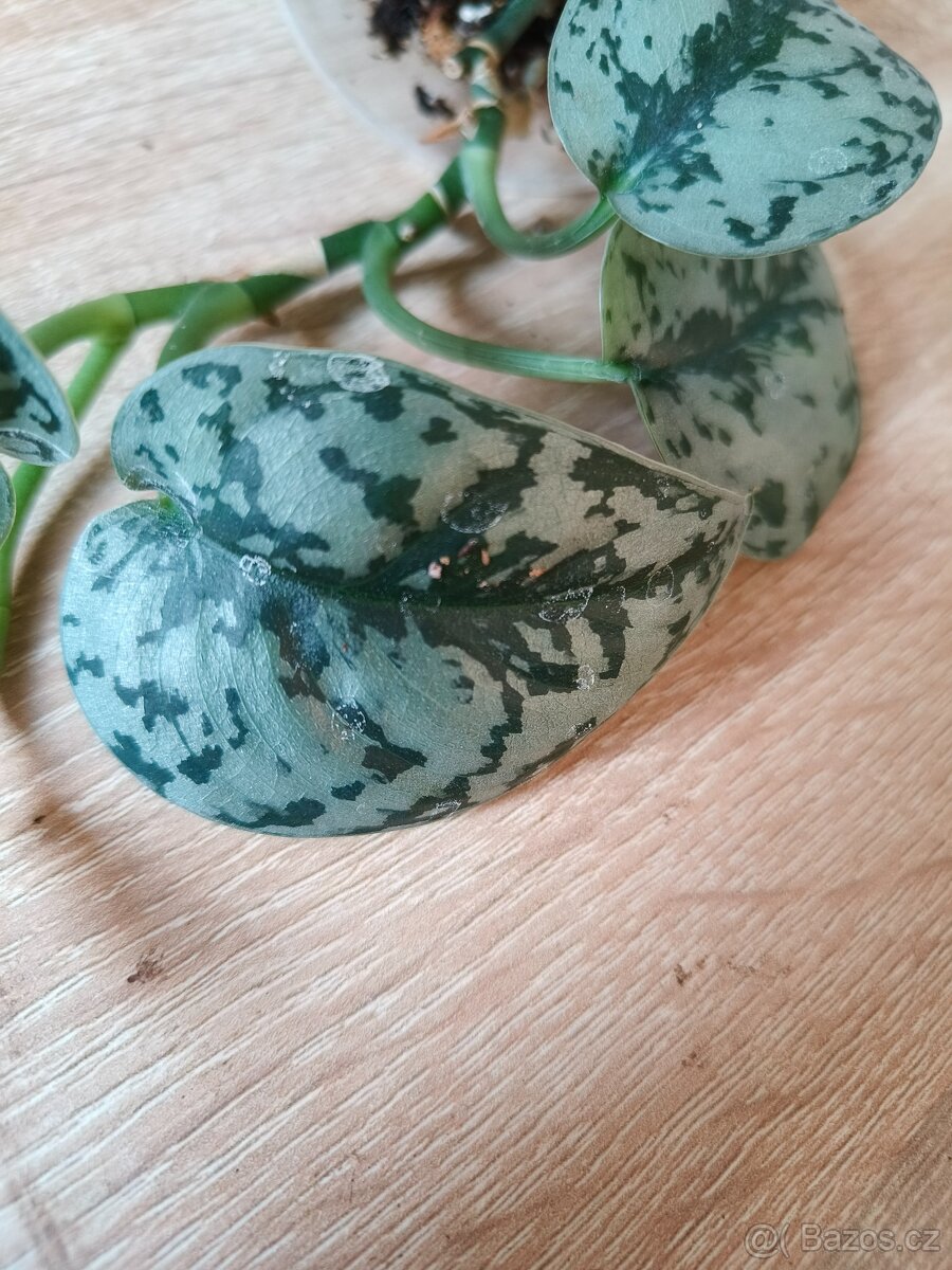 Scindapsus Silver lady