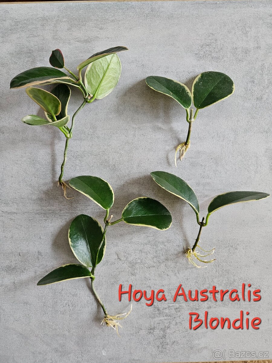 Pokojová rostlina - hoya voskovka - různé, řízek