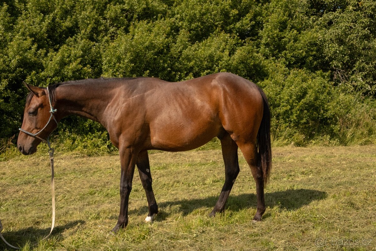 Paint horse hřebec