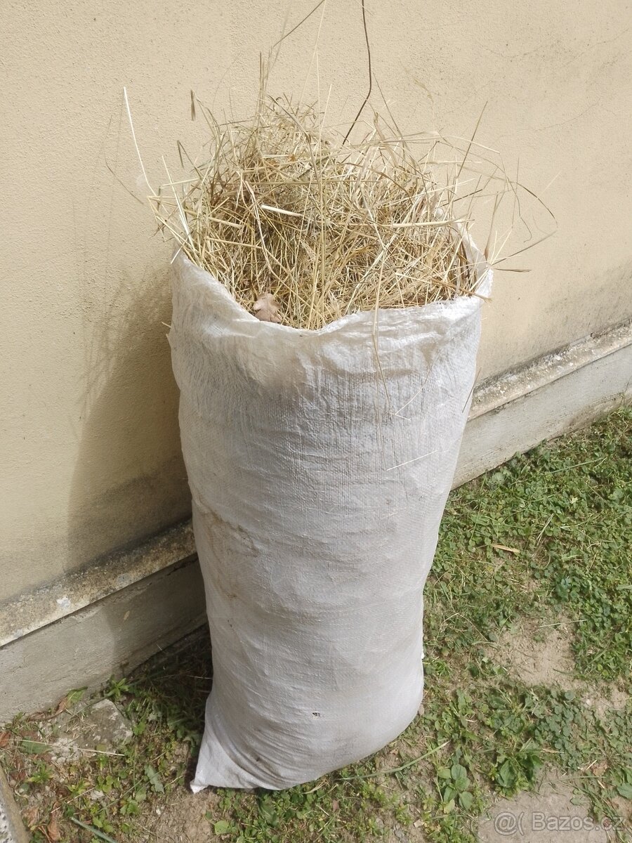 Seno