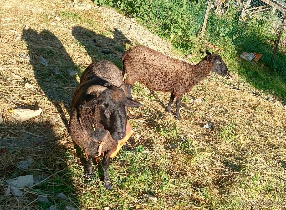 beran a ovečka