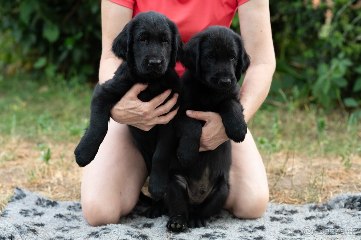 Poslední dva kluci flat coated retrievera s PP, k okamžitému