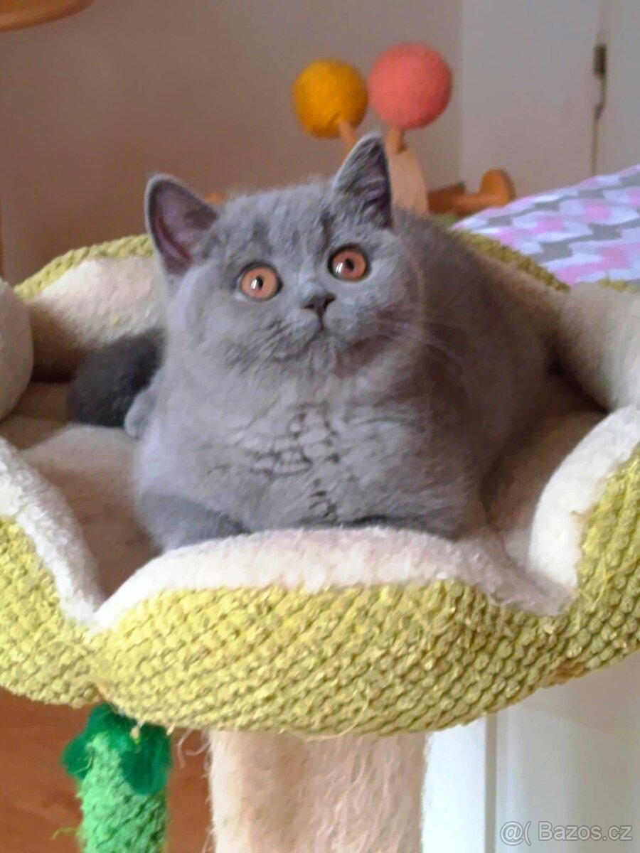 Britská modrá koťata s PP