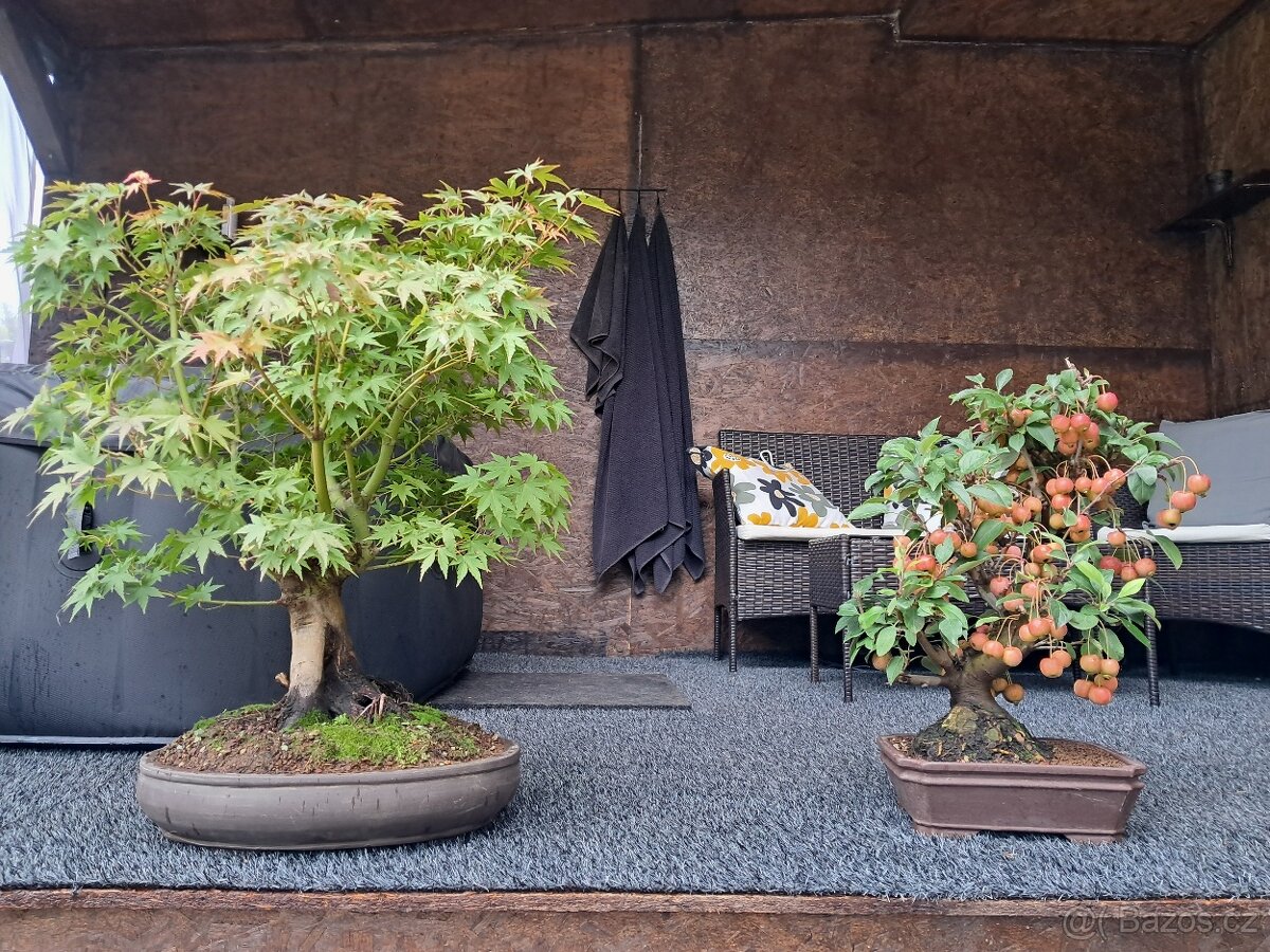 Bonsaj,bonsai Javor
