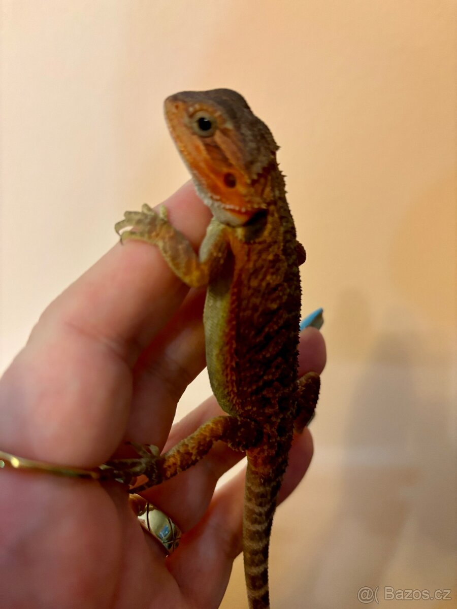 Agama vousatá Coral Trans