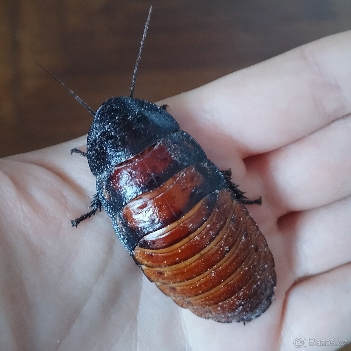 Šváb madagaskarský syčivý - Gromphadorhina portentosa