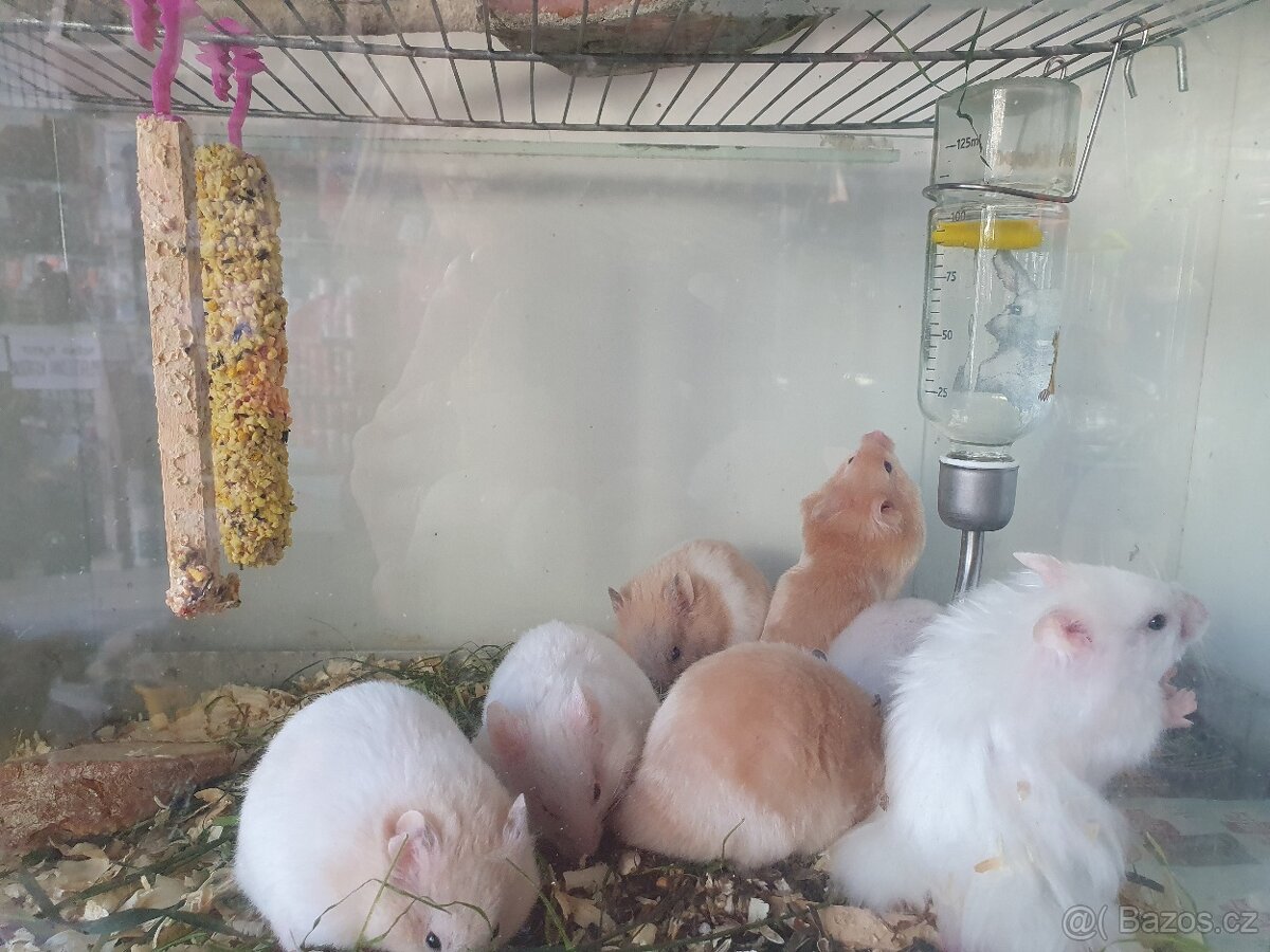 Křeček syrský zlatý