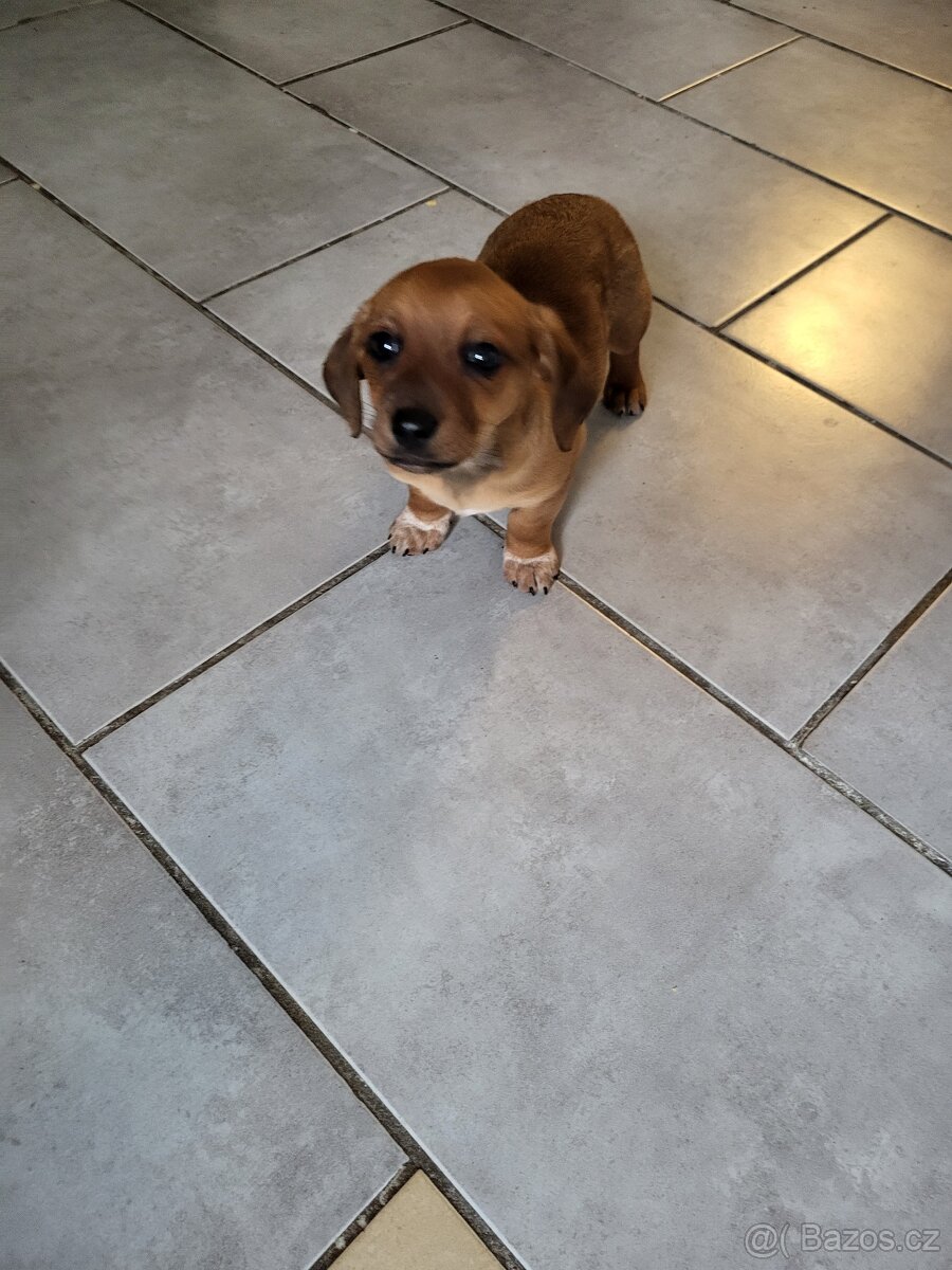 Jezevčík standard x Jezevčík trpasličí pejsek