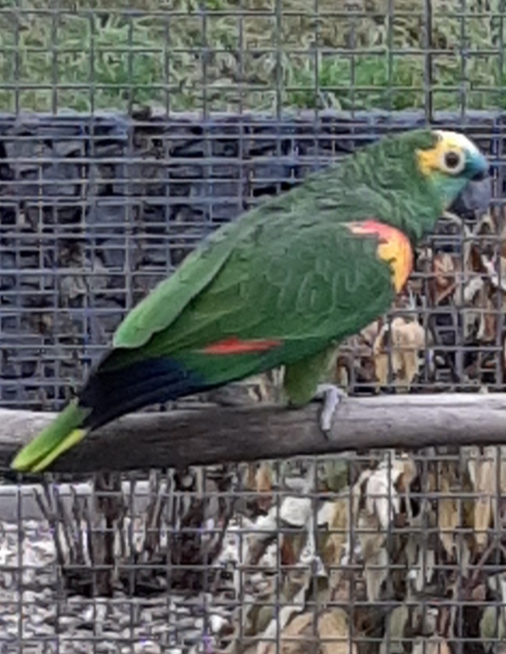 Amazoňan modročelý