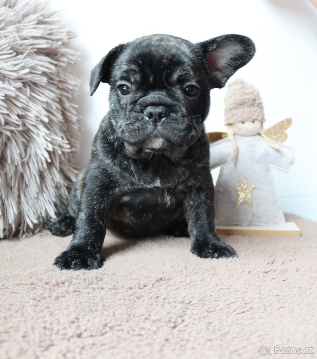 Francouzský buldoček s průkazem původu