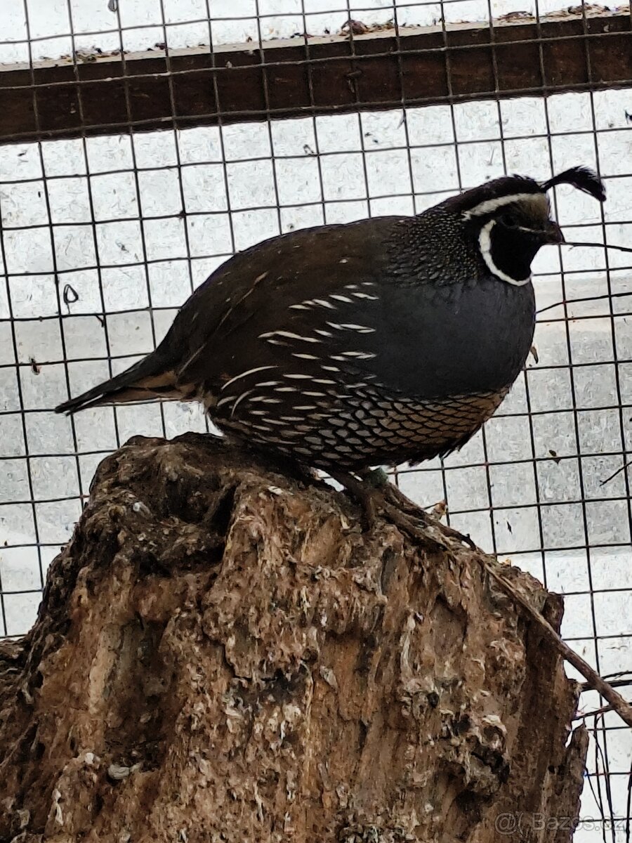 Křepel kalifornský