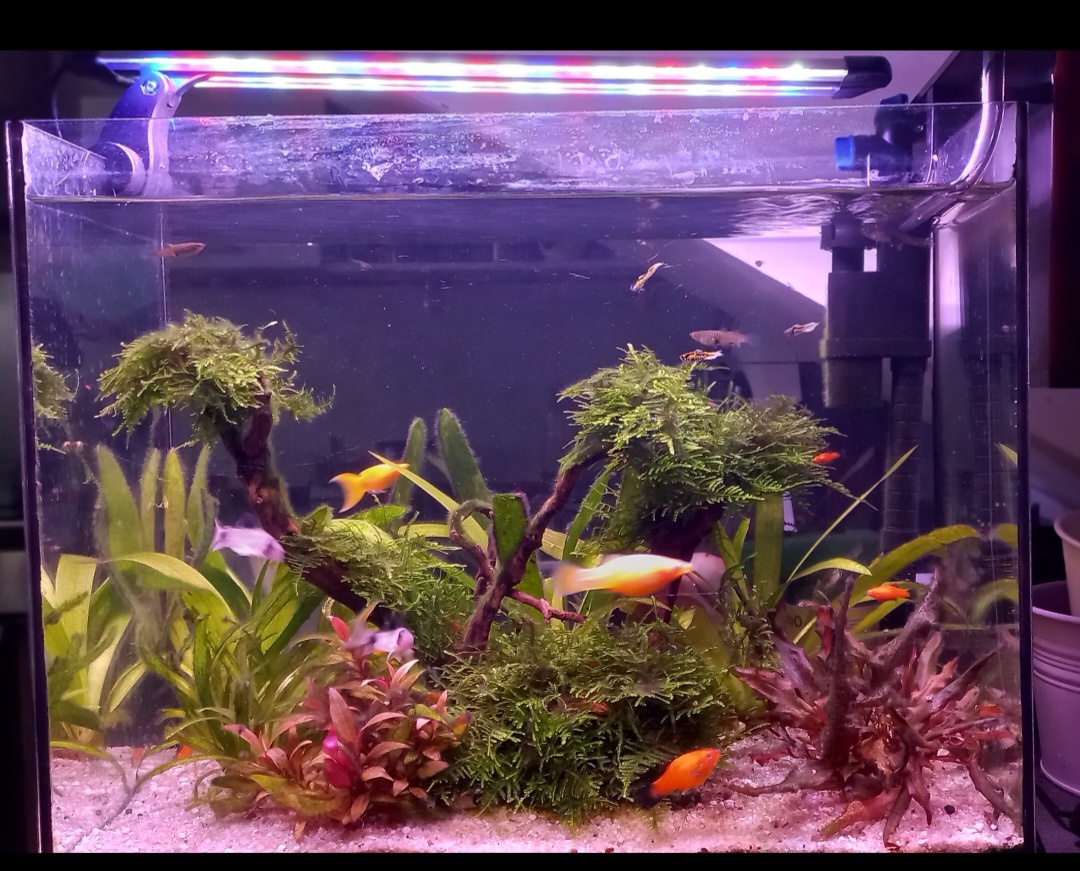 Akvarium 38l