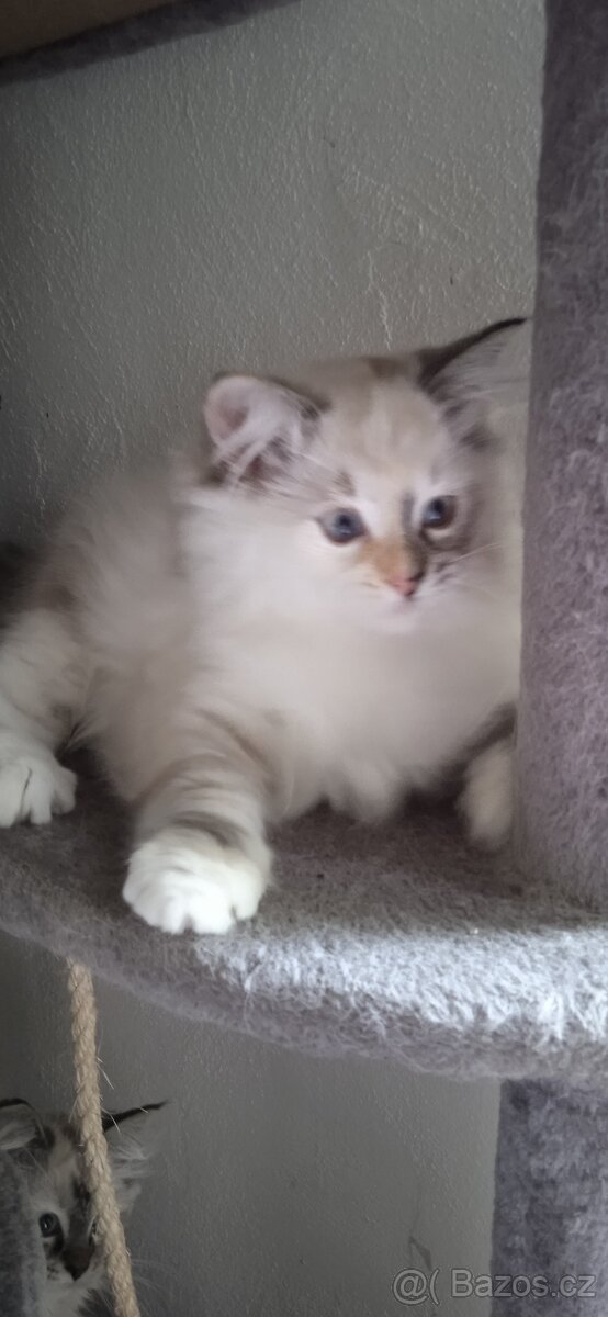 Ragdoll koťátka