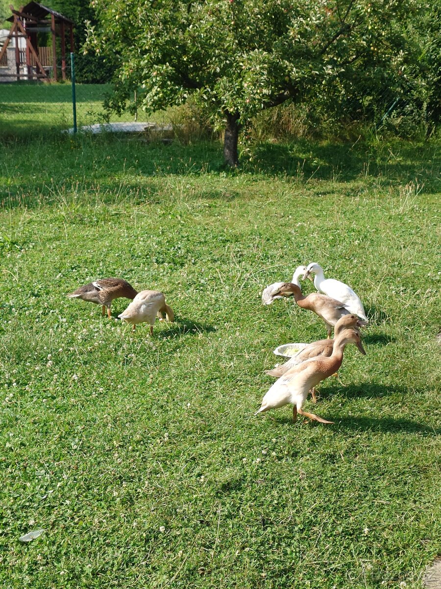Indický běžec