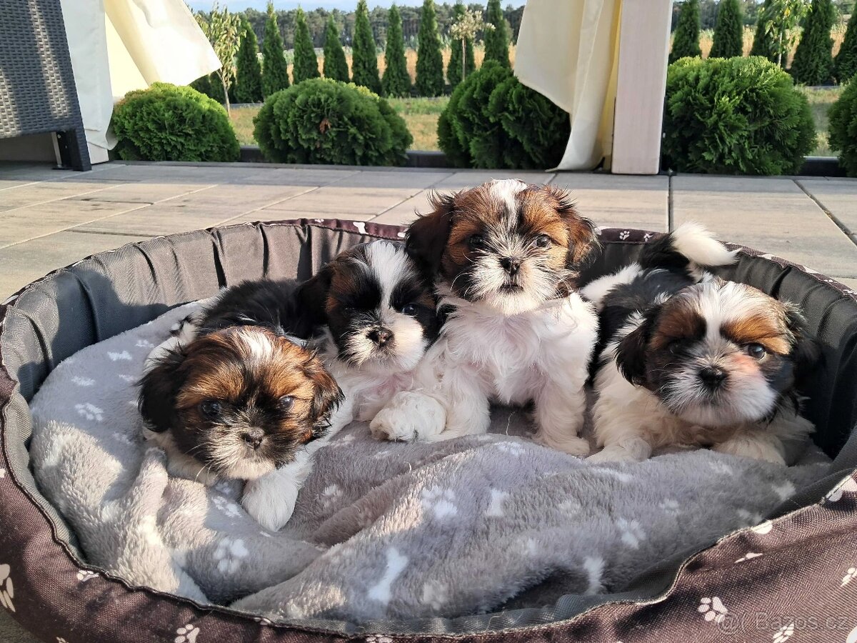 Shih - tzu Shih tzu