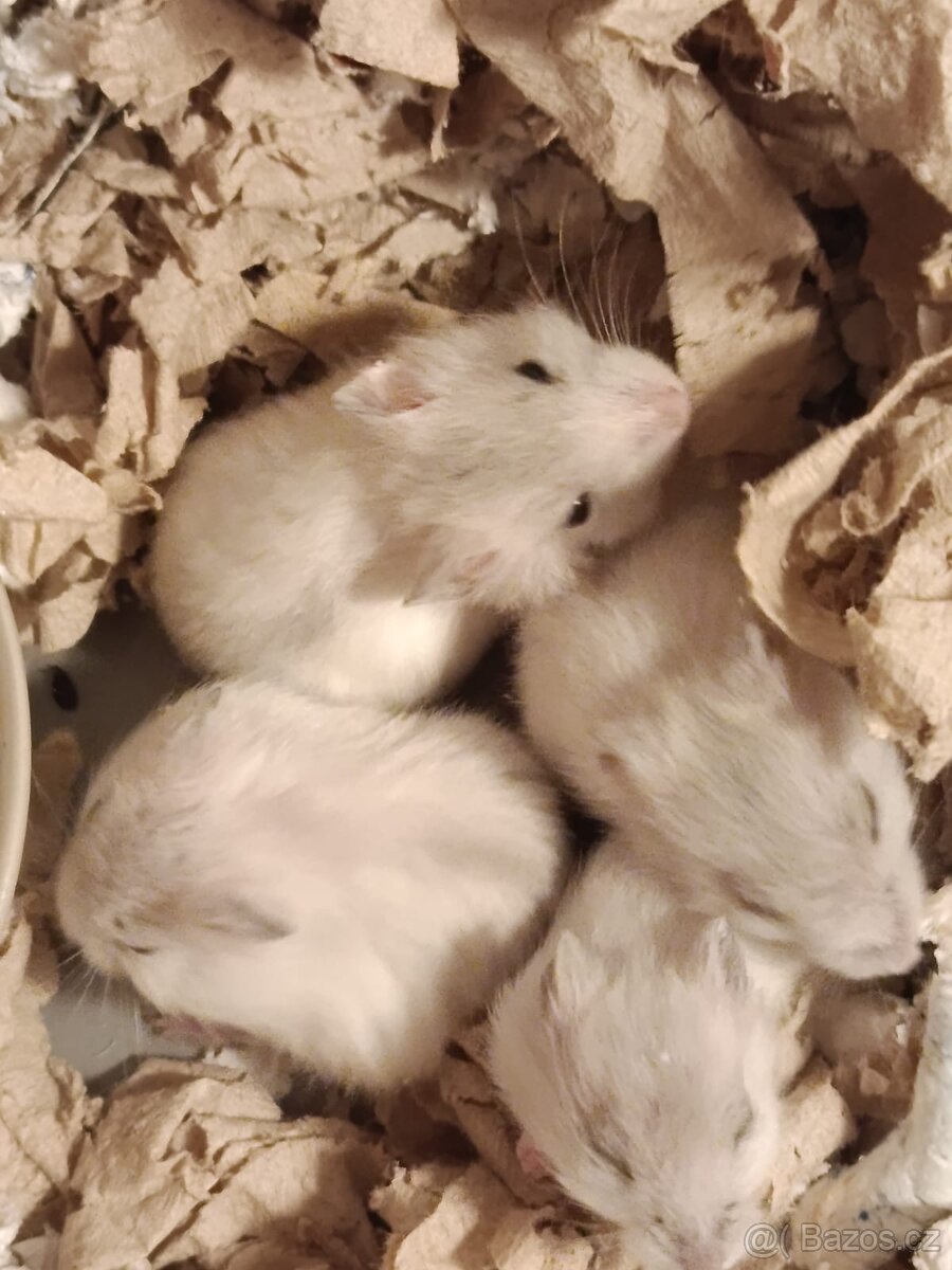 Křeček džungarský