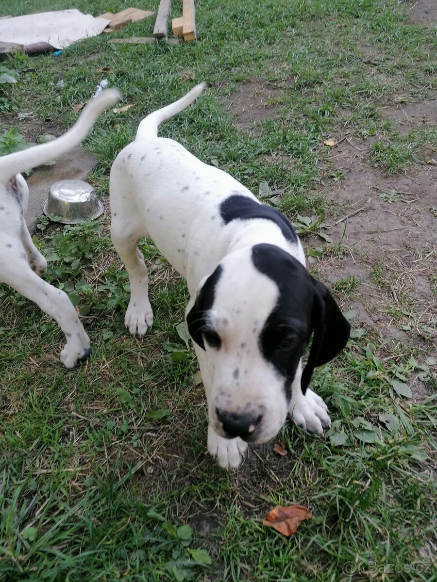 Ohař - prodej štěňat