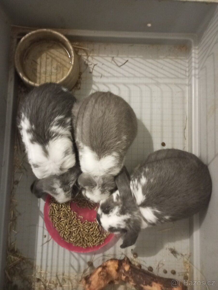 Zakrslý beránek králíček