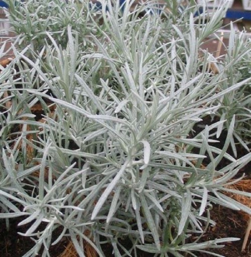 Smil italský - Kari koření (rostliny)