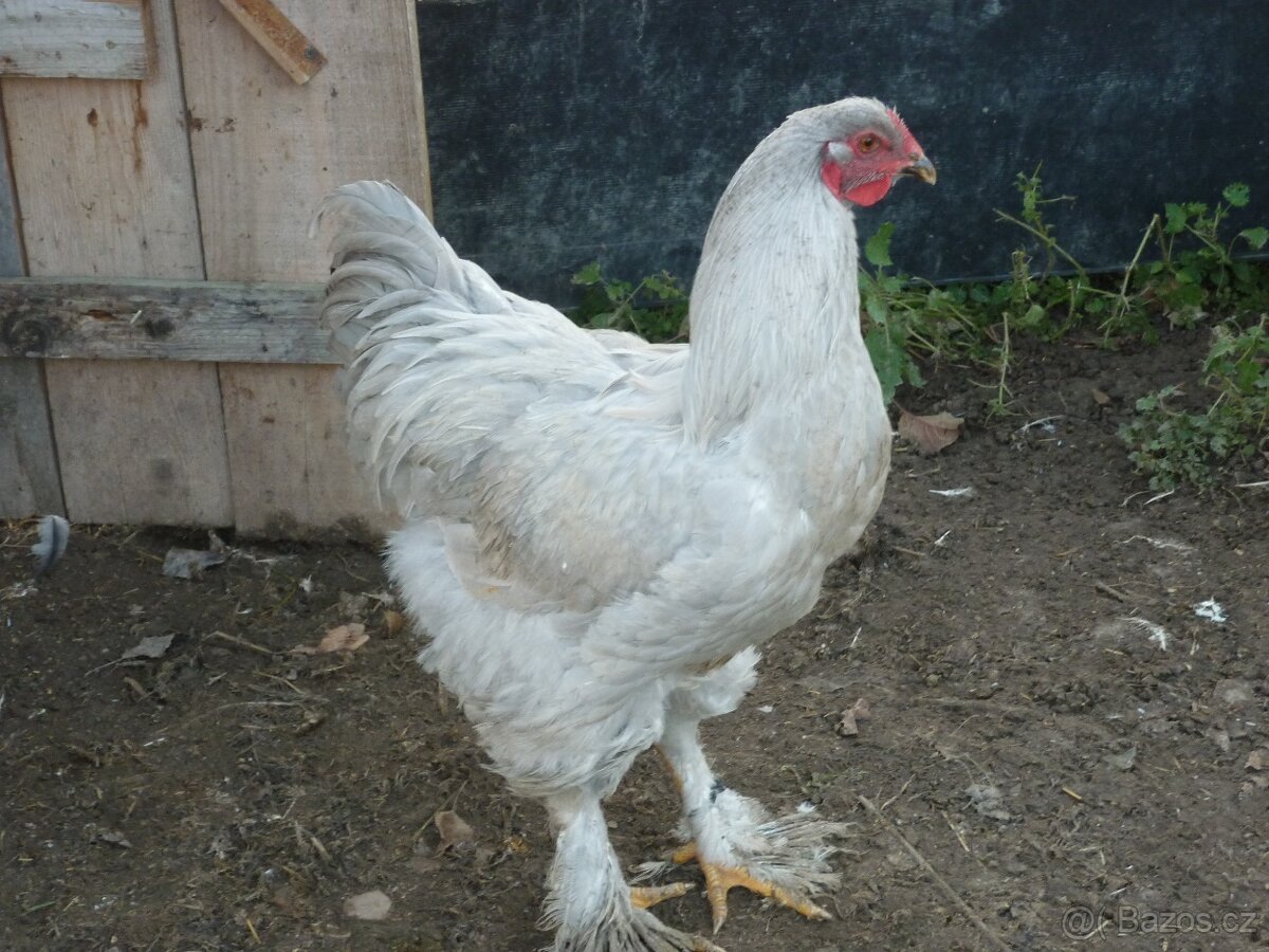 BRAHMANKA LAVENDER 1,0