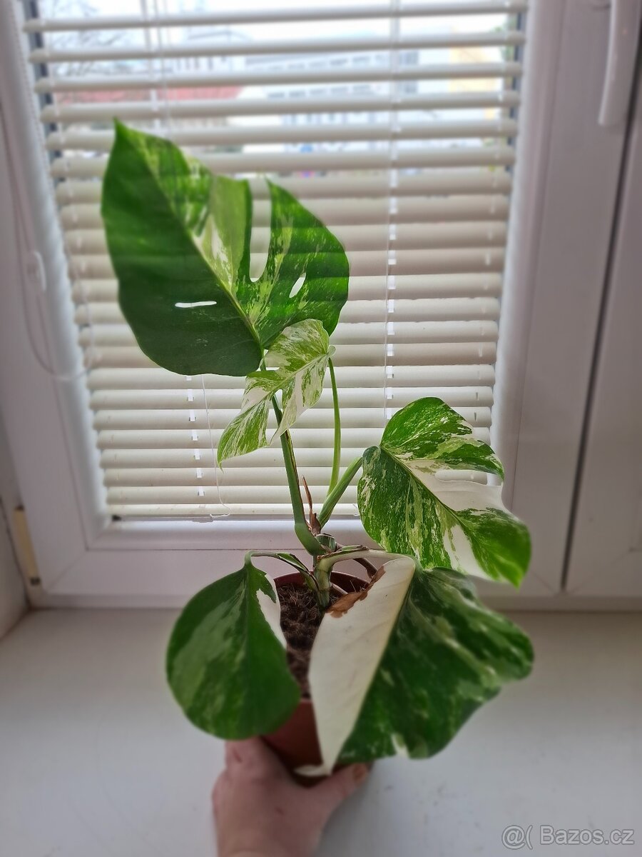Monstera albo varieagata