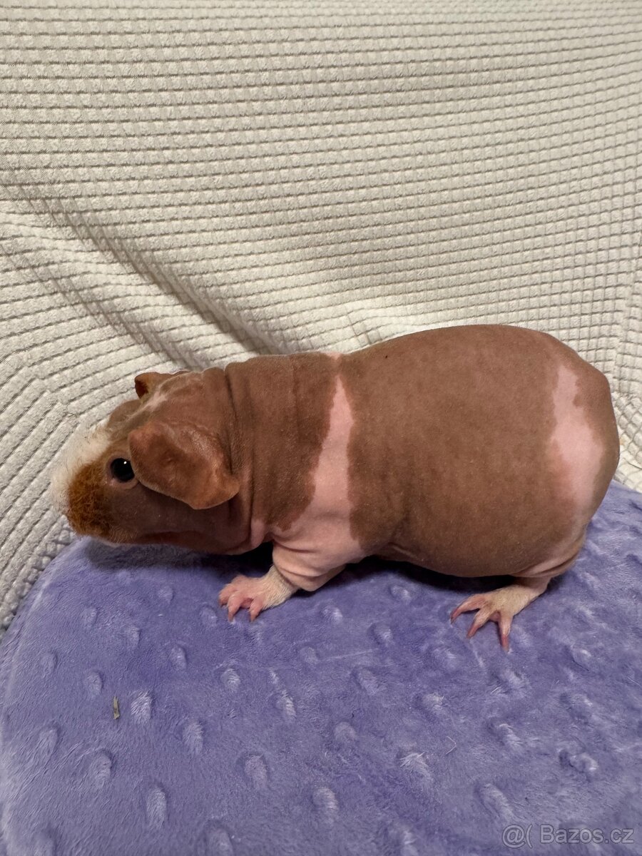 Skinny morče samec CZCH