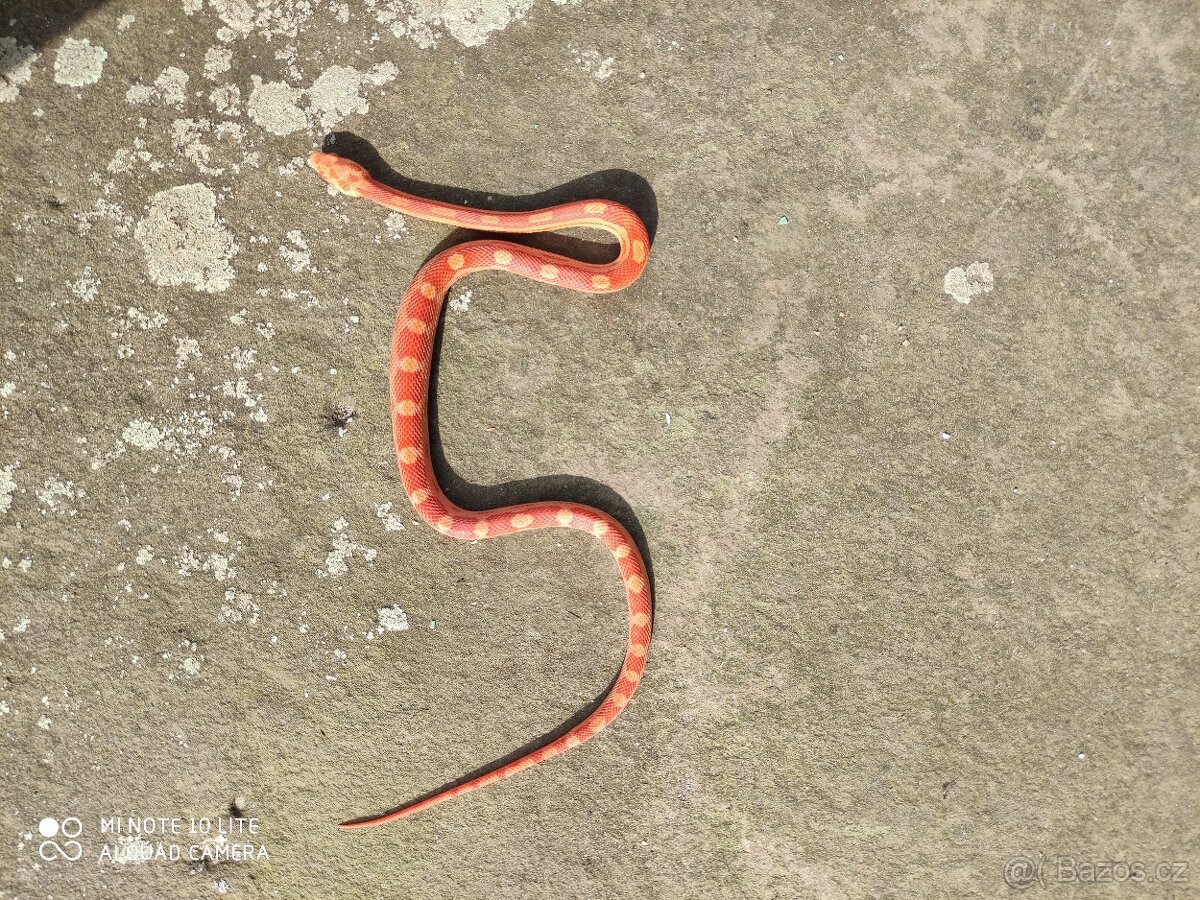 užovka červená, terárium