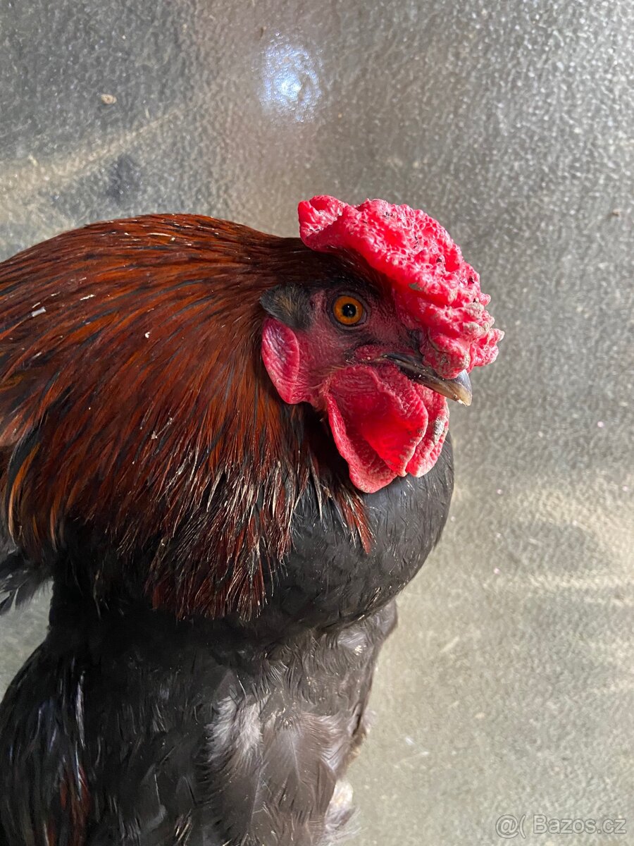 Kohout,slepice,kur domácí