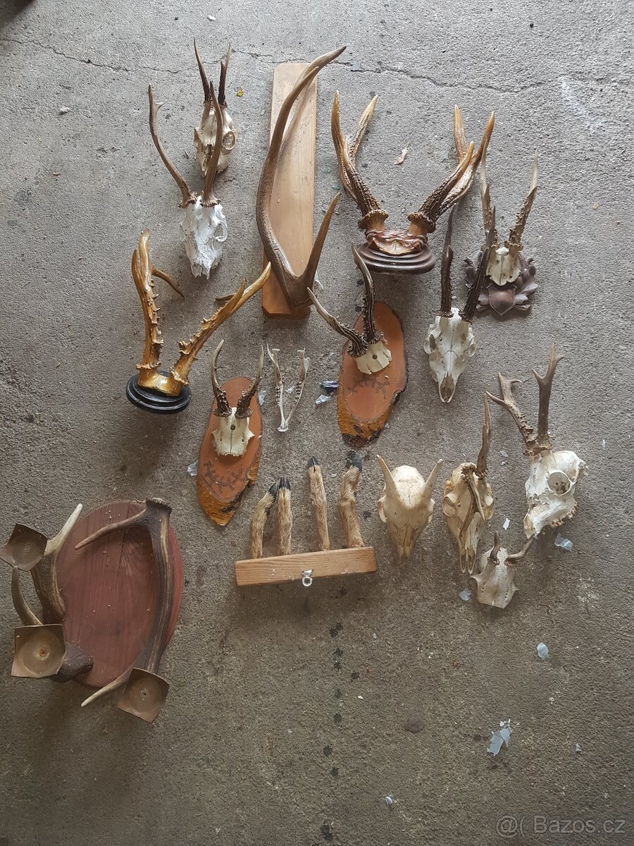 Myslivecká trofej, trofeje