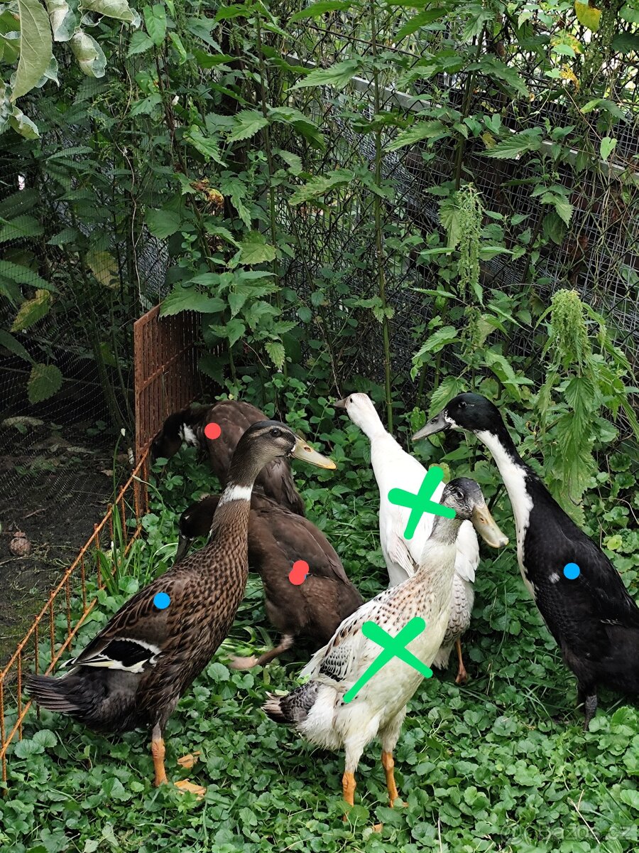 Indický běžec