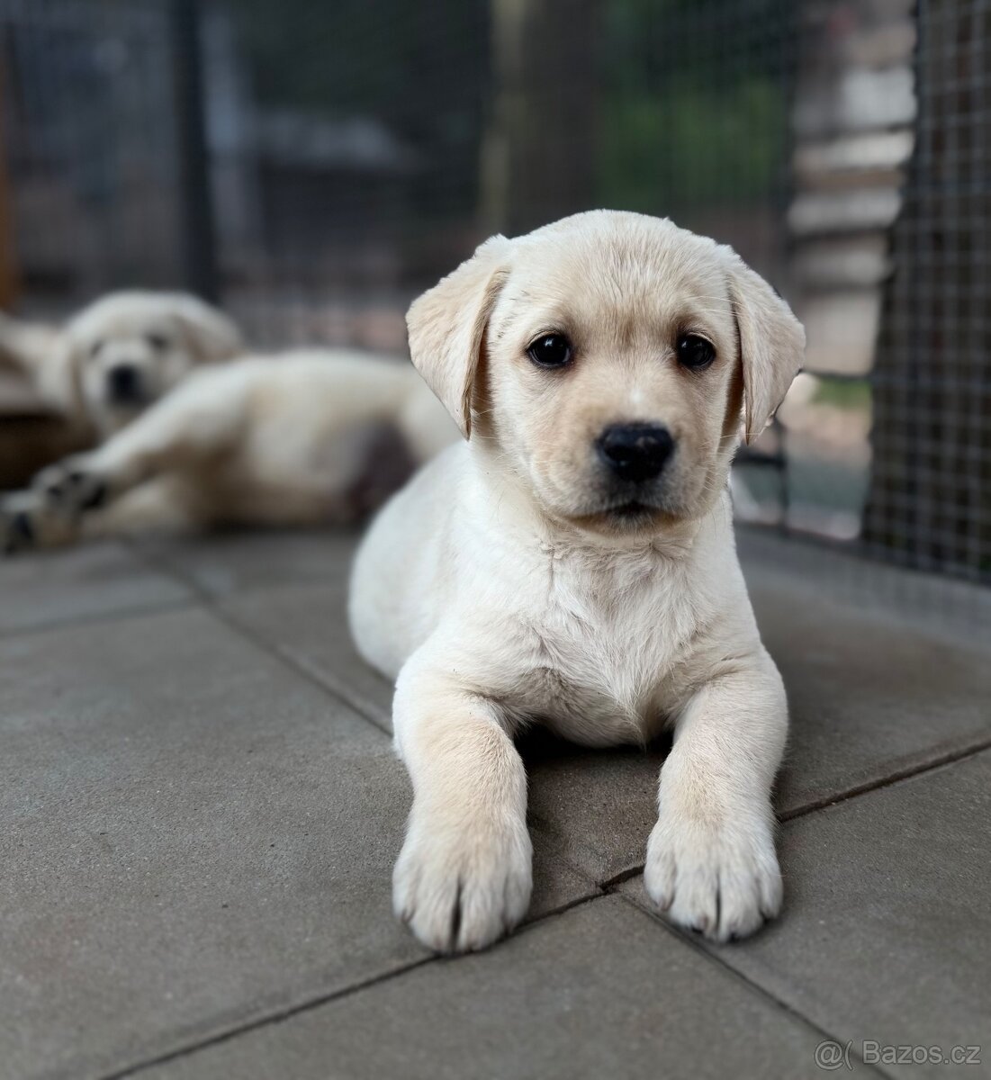Labrador, štěňátka
