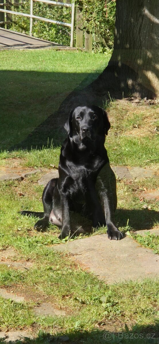 Labrador