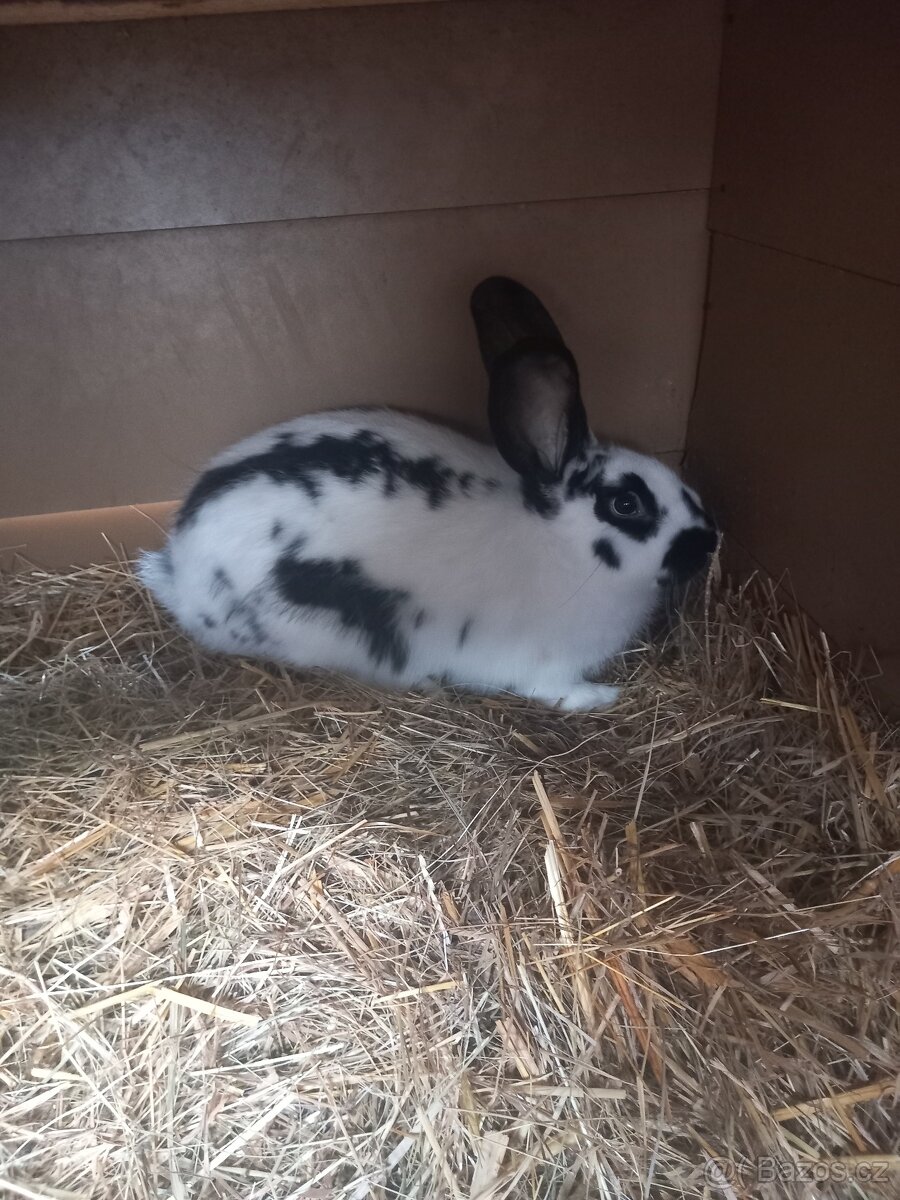 Králík