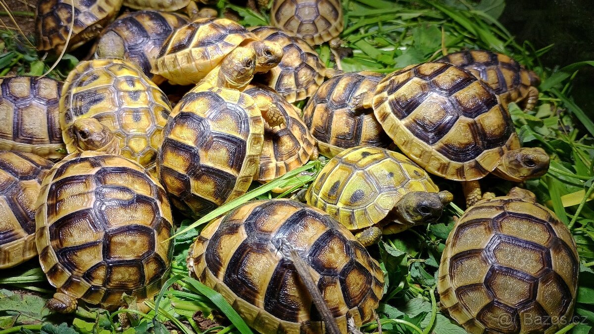 Želva zelenavá a želva vroubená