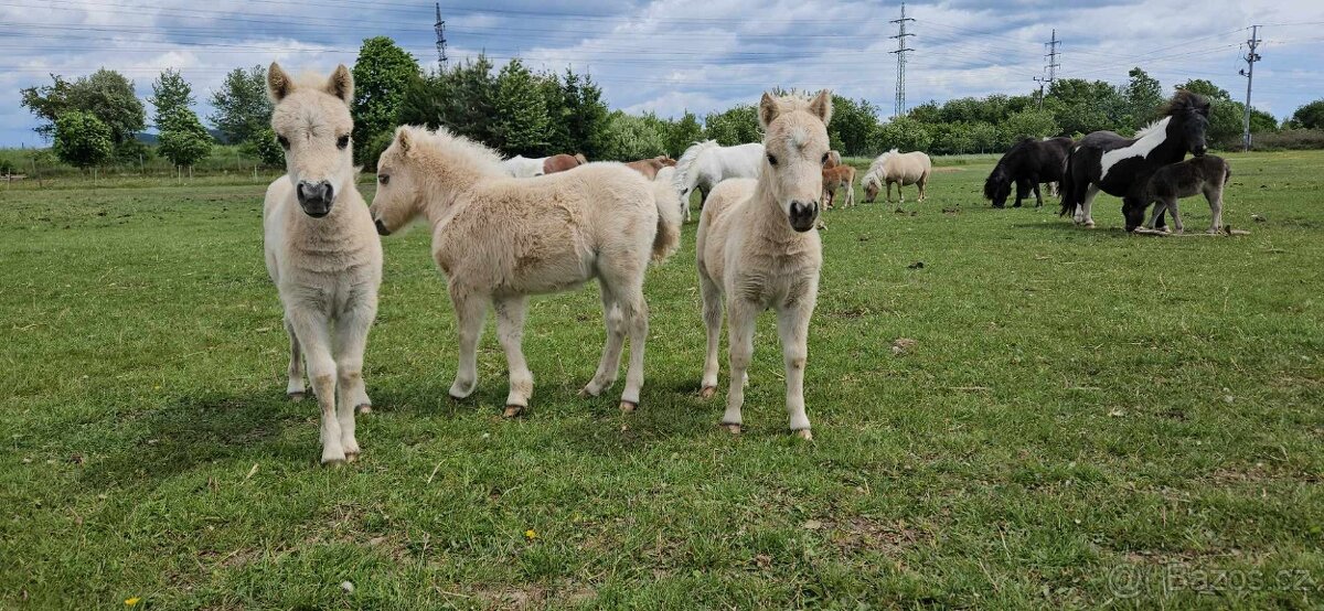 Shetland pony v mini typu- hřebečci