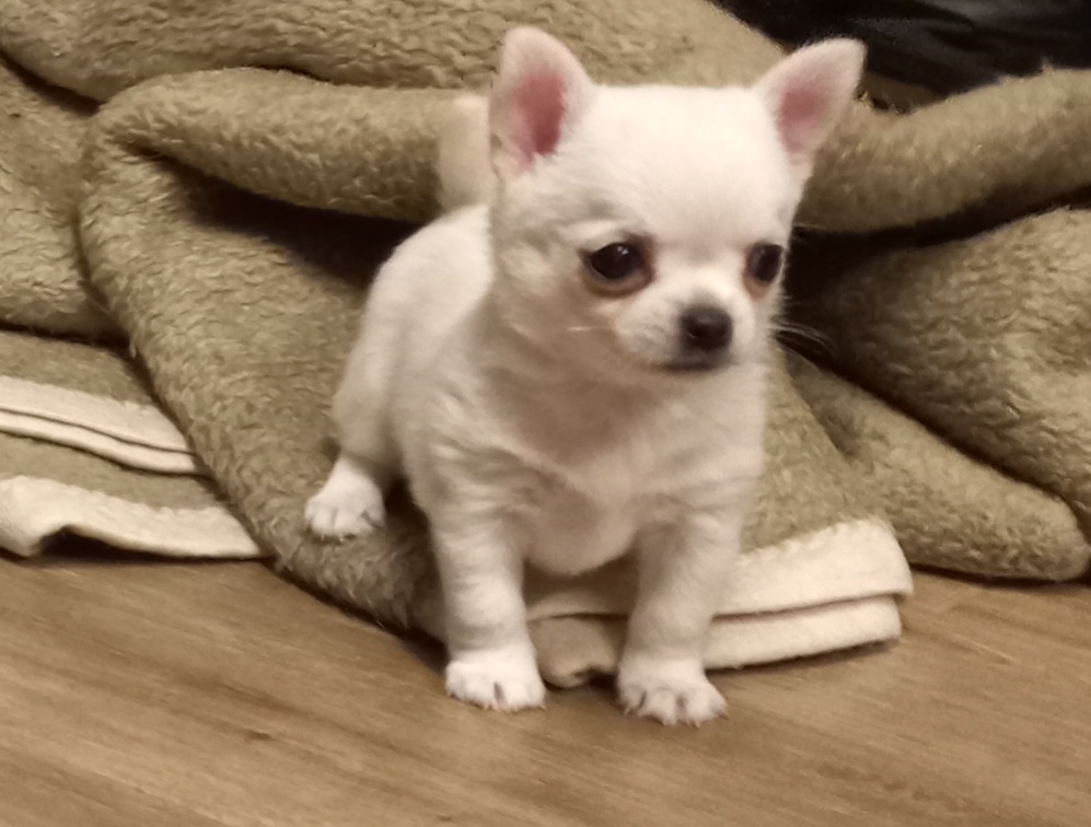 Maltézský psík - maltézáček- pejsek