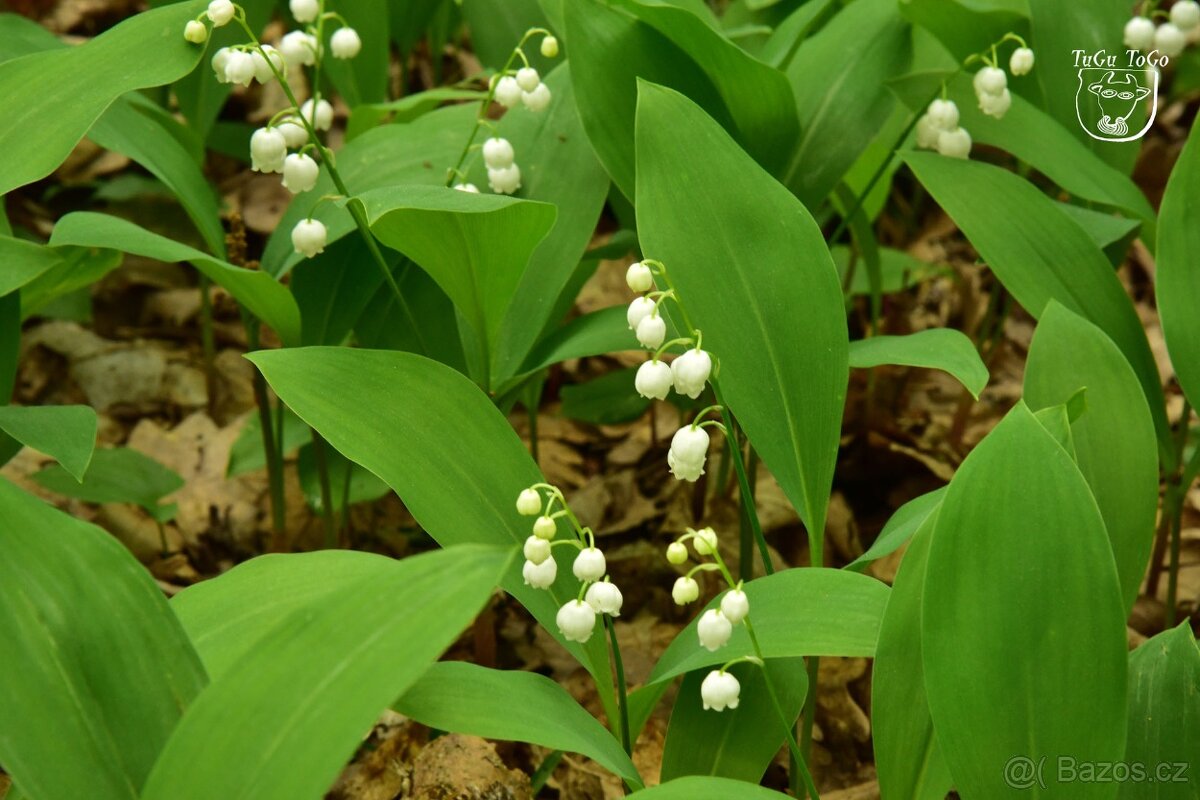 TRVALKY - mladé rostlinky