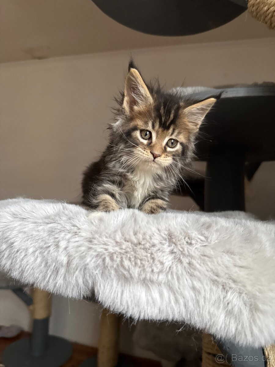 Mainská mývalí koťata s PP