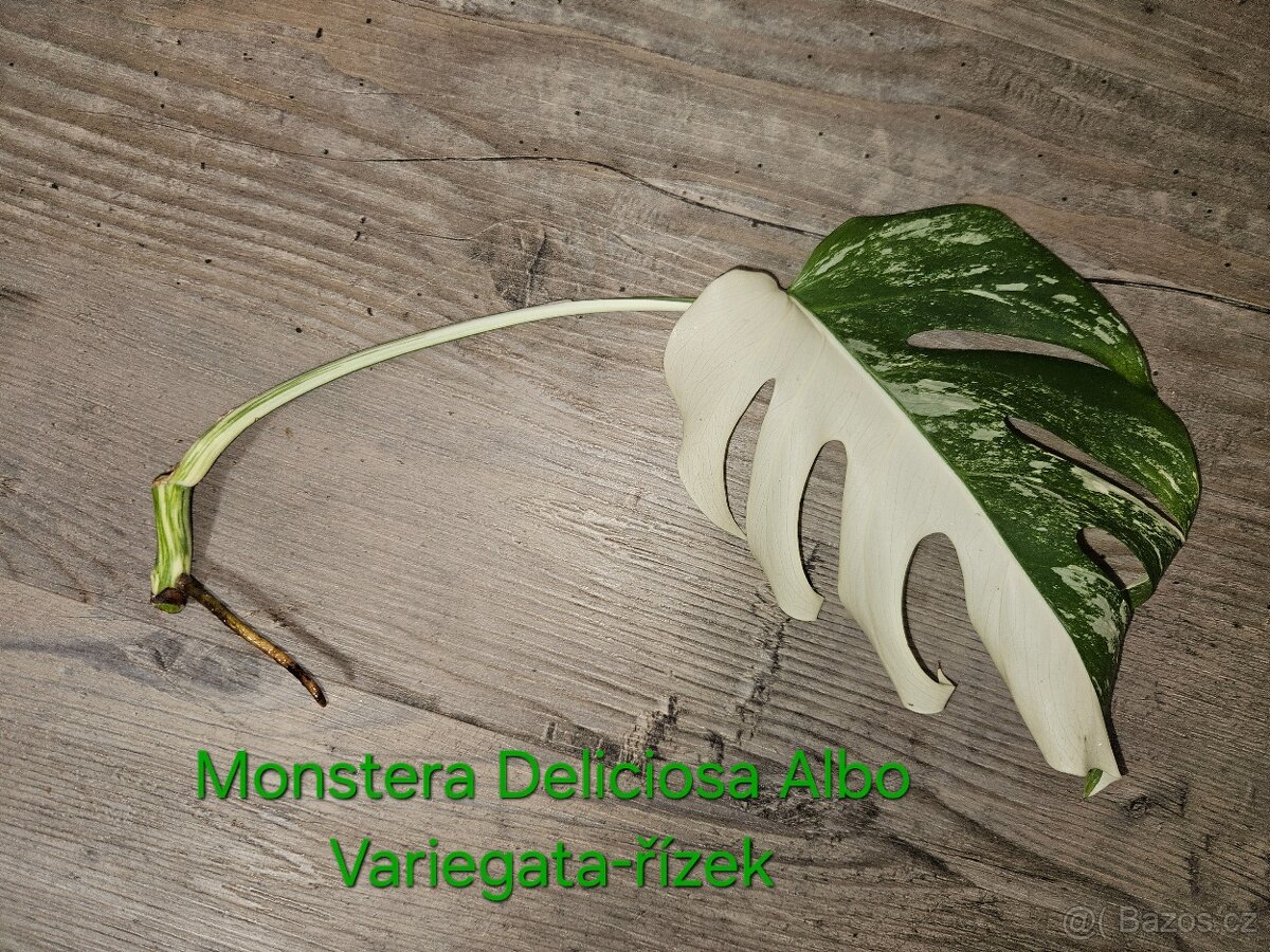 Monstera deliciosa albo variegata