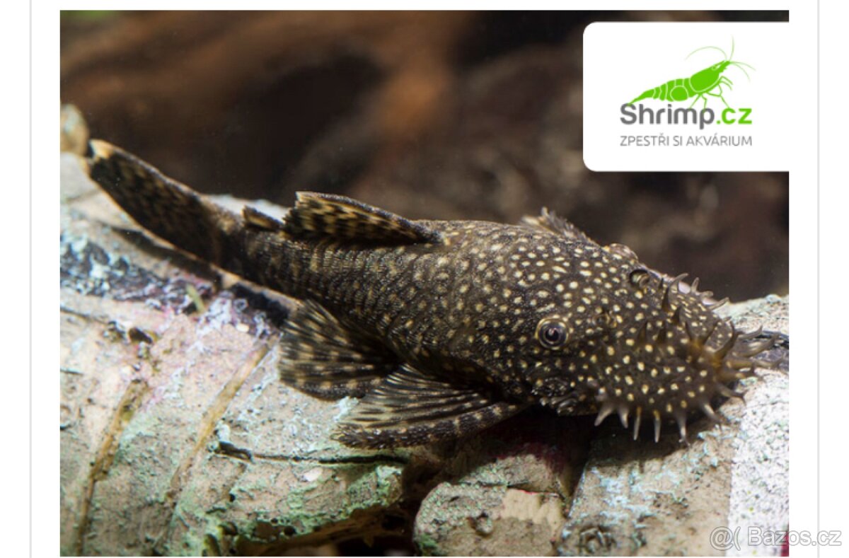 Ancistrus sp.