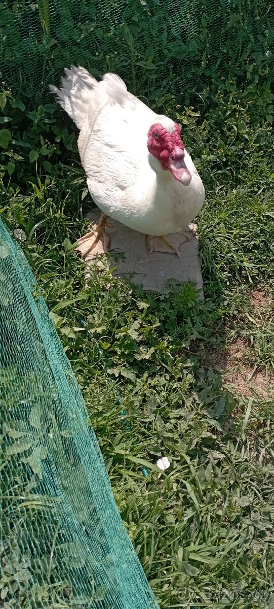 Kačer pižmový
