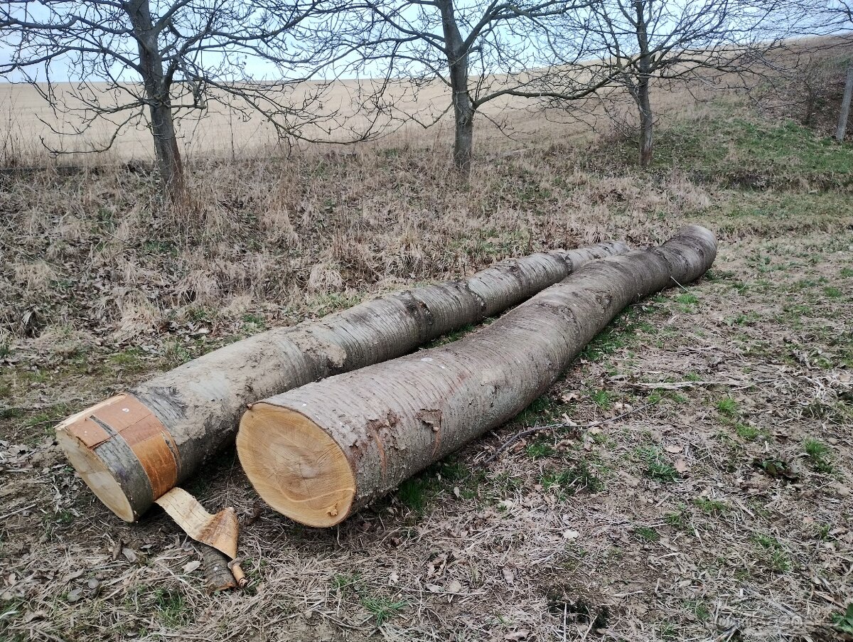 Třešňové kmeny