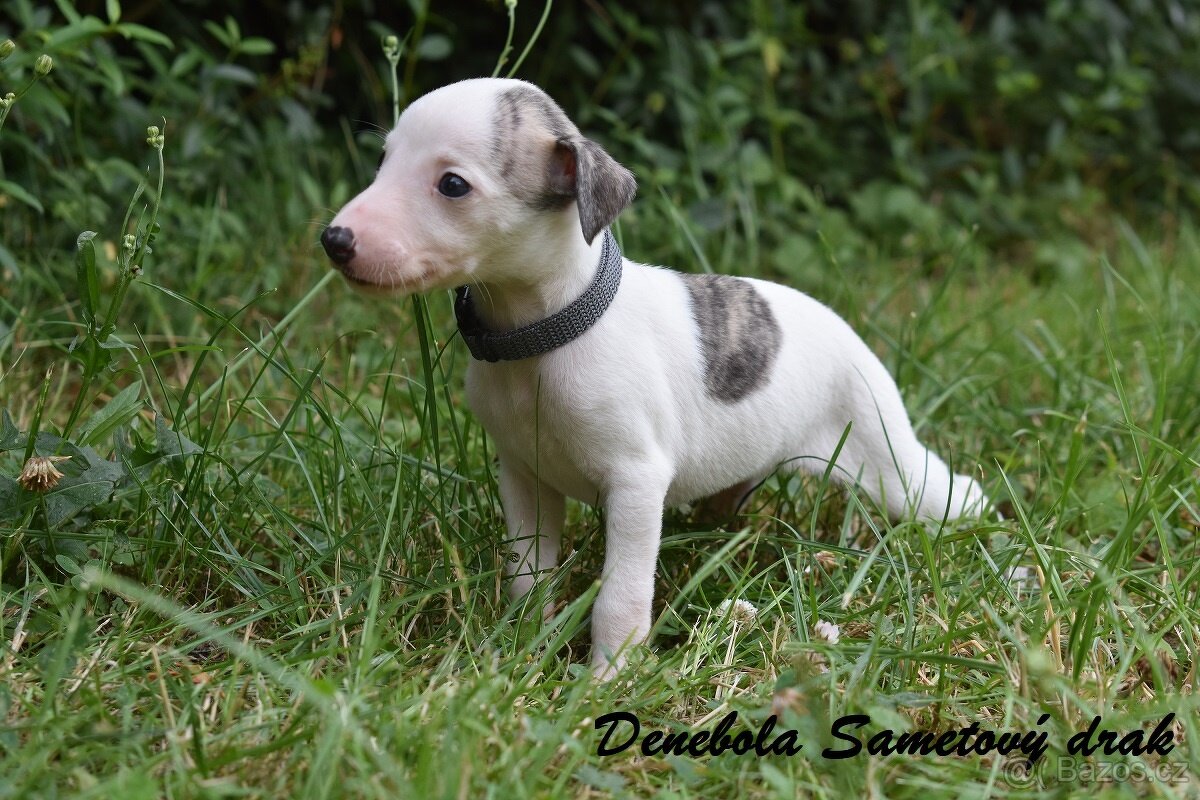 Whippet s PP (FCI)