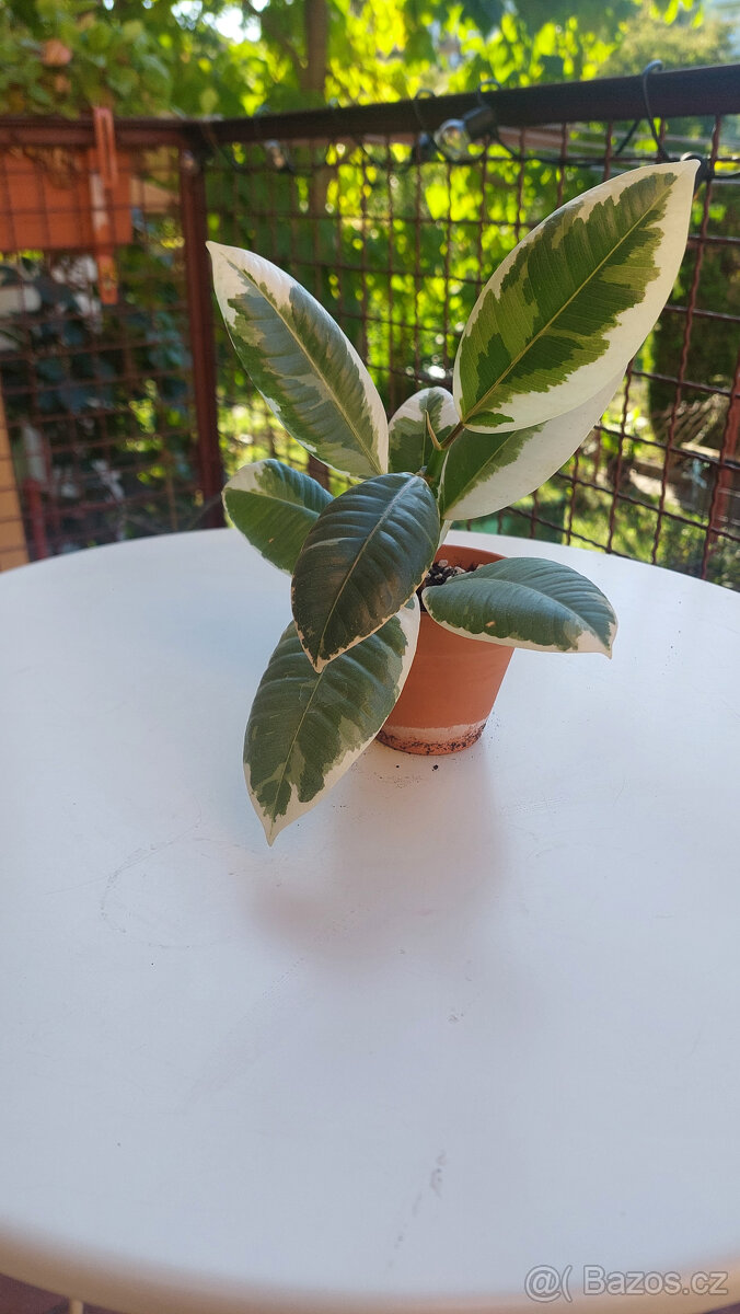 Ficus Tineke