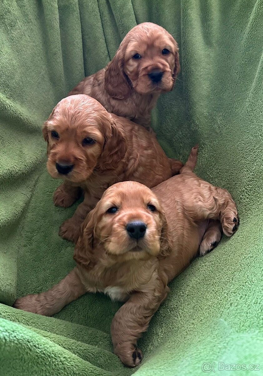 Anglický kokršpaněl - 3 pejsci
