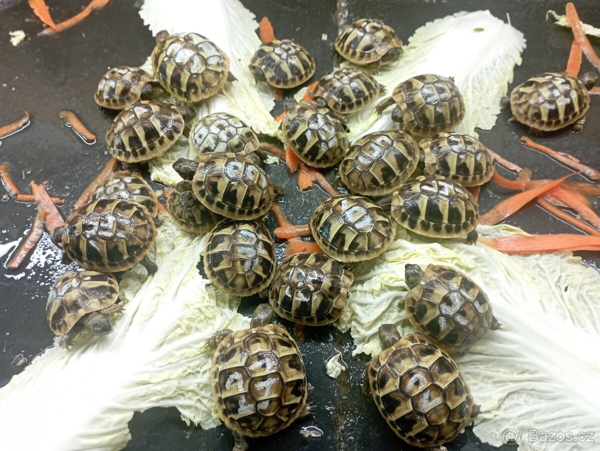 Želva zelenavá