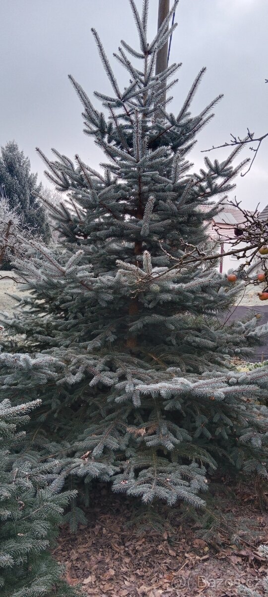 Vánoční stromeček, stromek, strom, smrk pichlavý