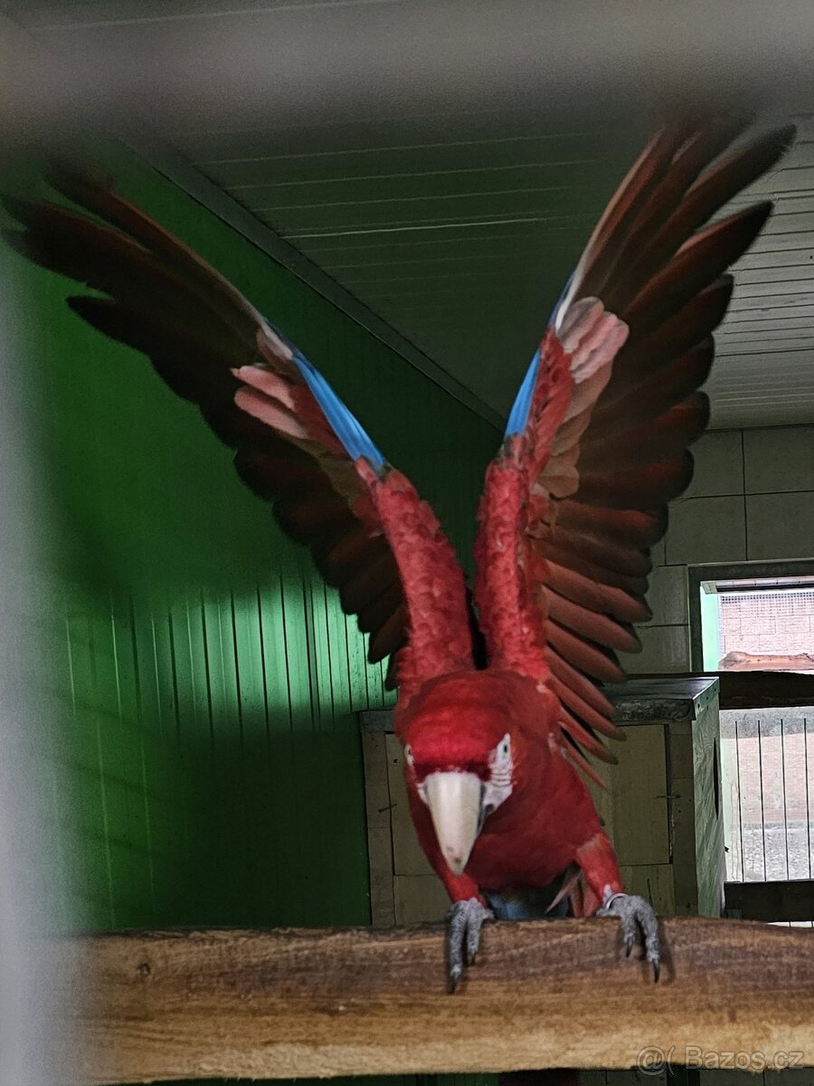 Arové