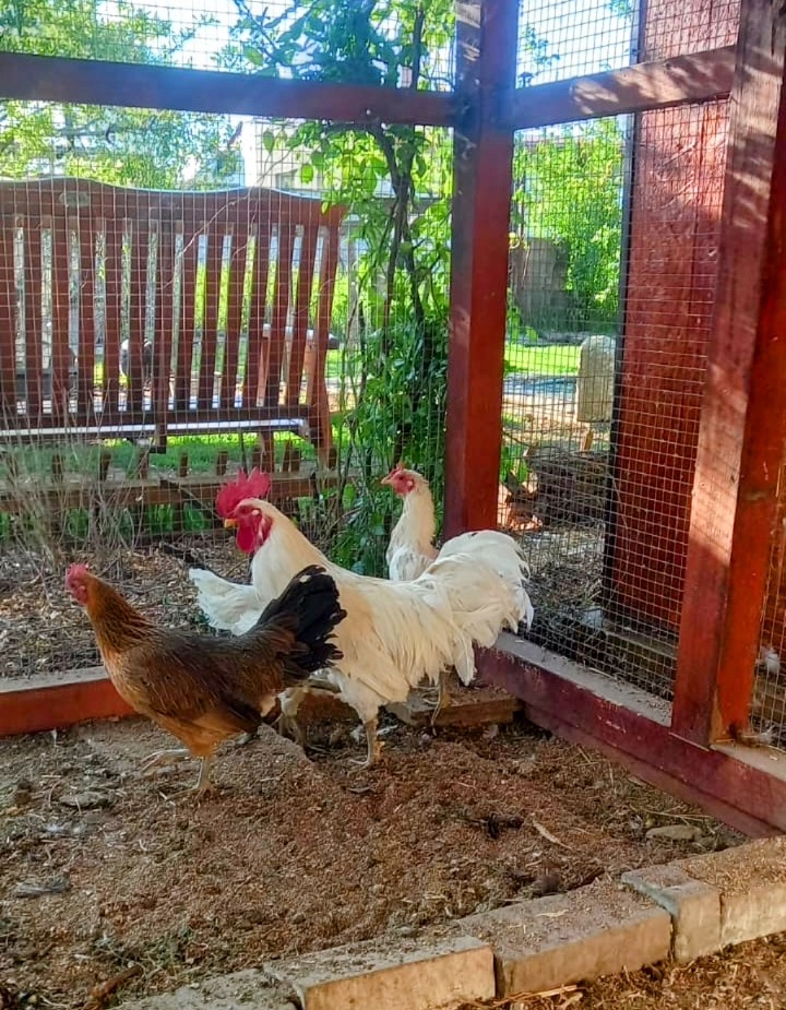 Slepice Ayam Katawa