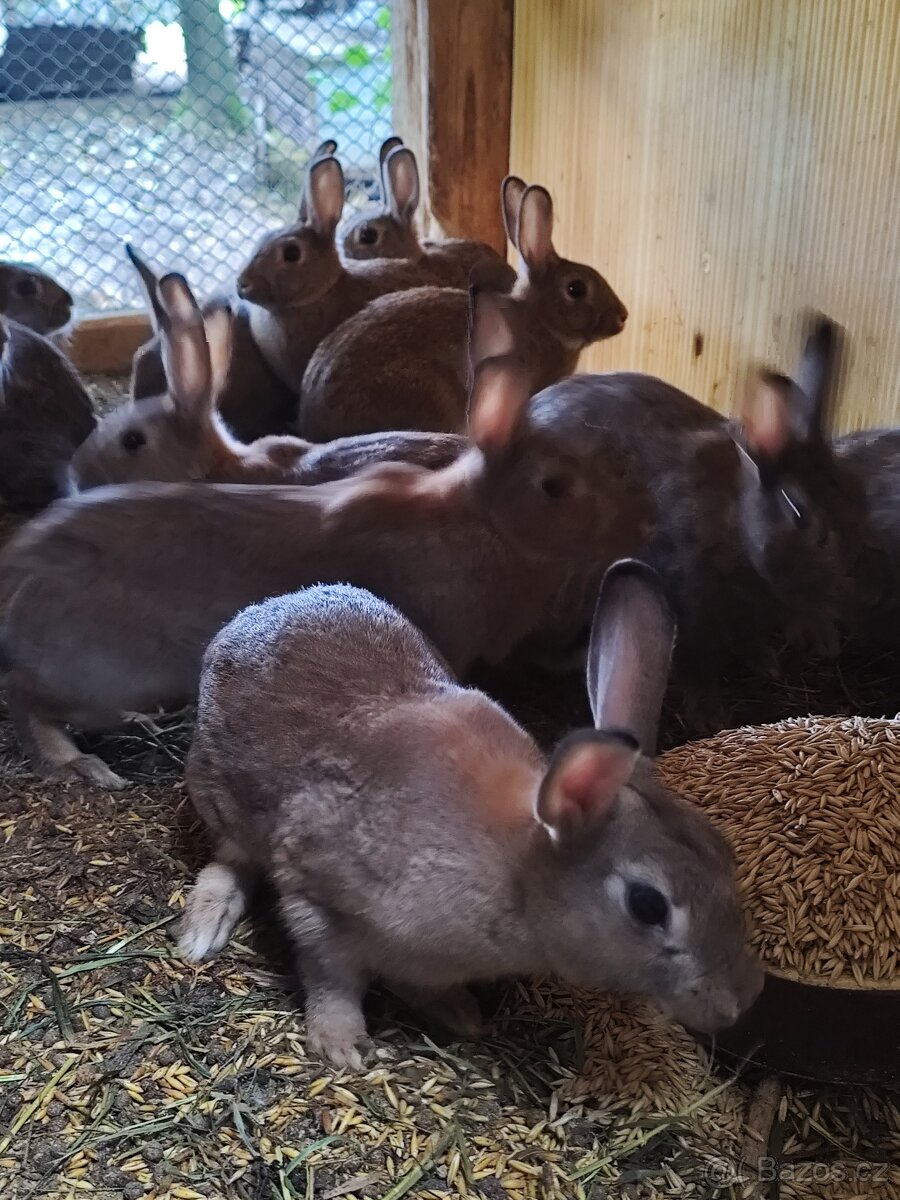 Divoký králík,